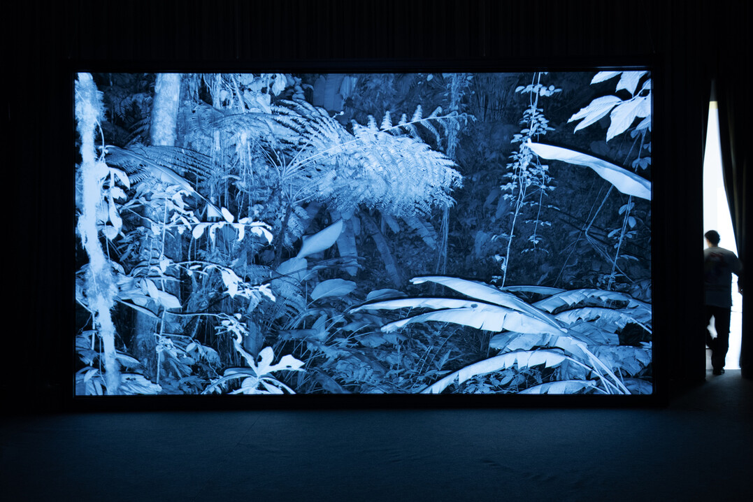 Julian Charrire, Calls for Action, 2024, Western Andean Cloud Forest in Ecuador, 24h Live bertragung (Video)  Julian Charrire, VG Bild-Kunst, Bonn 2024 <br>