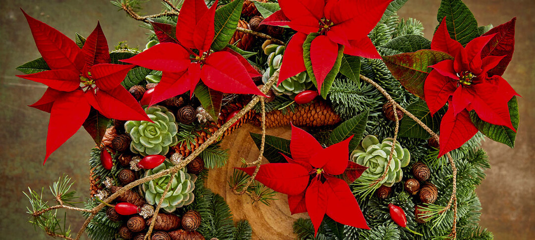 Stars for Europe stellte für die Adventssaison unter anderem den Urban Industrial Style mit Poinsettien und Sukkulenten vor.