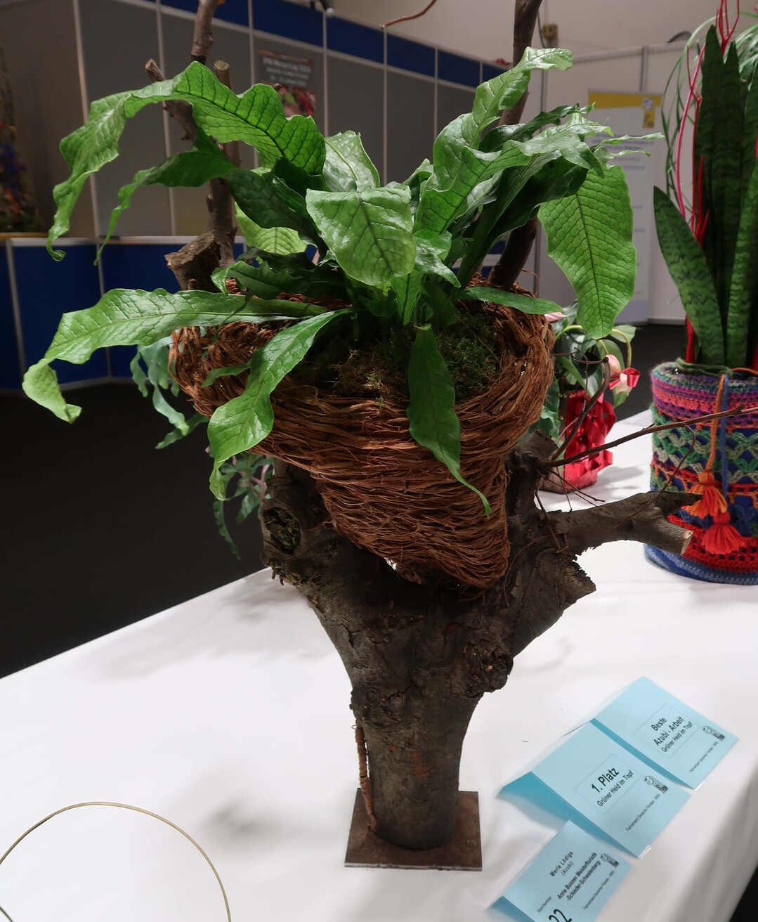 "Green hero in a pot" by Merle Ldige - 1st place