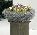 Petra Konrad gestaltete eine Schale aus Kiefernnadeln und dachte dabei an harzige Finger in der Adventszeit. Im Inneren befindet sich eine Wachsschale mit integrierten Glasröhrchen. Sie ist mit weiß koloriertem Maschendraht umgeben, in den die Kiefernnadeln mit Hilfe von Sprühkleber eingearbeitet wurden.