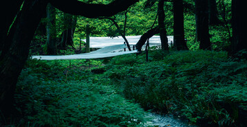 Die Grenze maskieren  Die Installation heit Mask the Border. Die drei weien Bahnen sehen aus wie Mundmasken und passen dadurch in die Coronazeit, in der die Installation entstand. Junichi Kakizaki spielt auch mit der Bedeutung der Farbe Wei: Isolepis blht mit kleinen weien Blten. Auch der Ort Shirakawa, die Weie Fluss Stadt, beinhaltet das Wort weiߓ. Junichi Kakizaki will nicht nur auf die Schnheit und Besonderheit der Byakkoi hinweisen, sondern auch auf die Menschen, die diesen Ort bewahren und beschtzen. Er will die Geschichte und die Kultur des Orts ehren, die Grenze aufzeigen zwischen Gttern und Menschen, Natur und Menschengeschaffenem, er will den Ort freundlich umhllen, das Byakkoi umsichtig beschtzen. So stellt er diese so spezielle Pflanze und die Natur selbst als etwas Besonderes dar, etwas Wertvolles, und hofft, damit ein neues Verstndnis fr die Wichtigkeit des Artenschutzes zu wecken. Ein respektvolles Verhalten spiegelt sich darin, dass er seine Kunst zu den Pflanzen bringt.