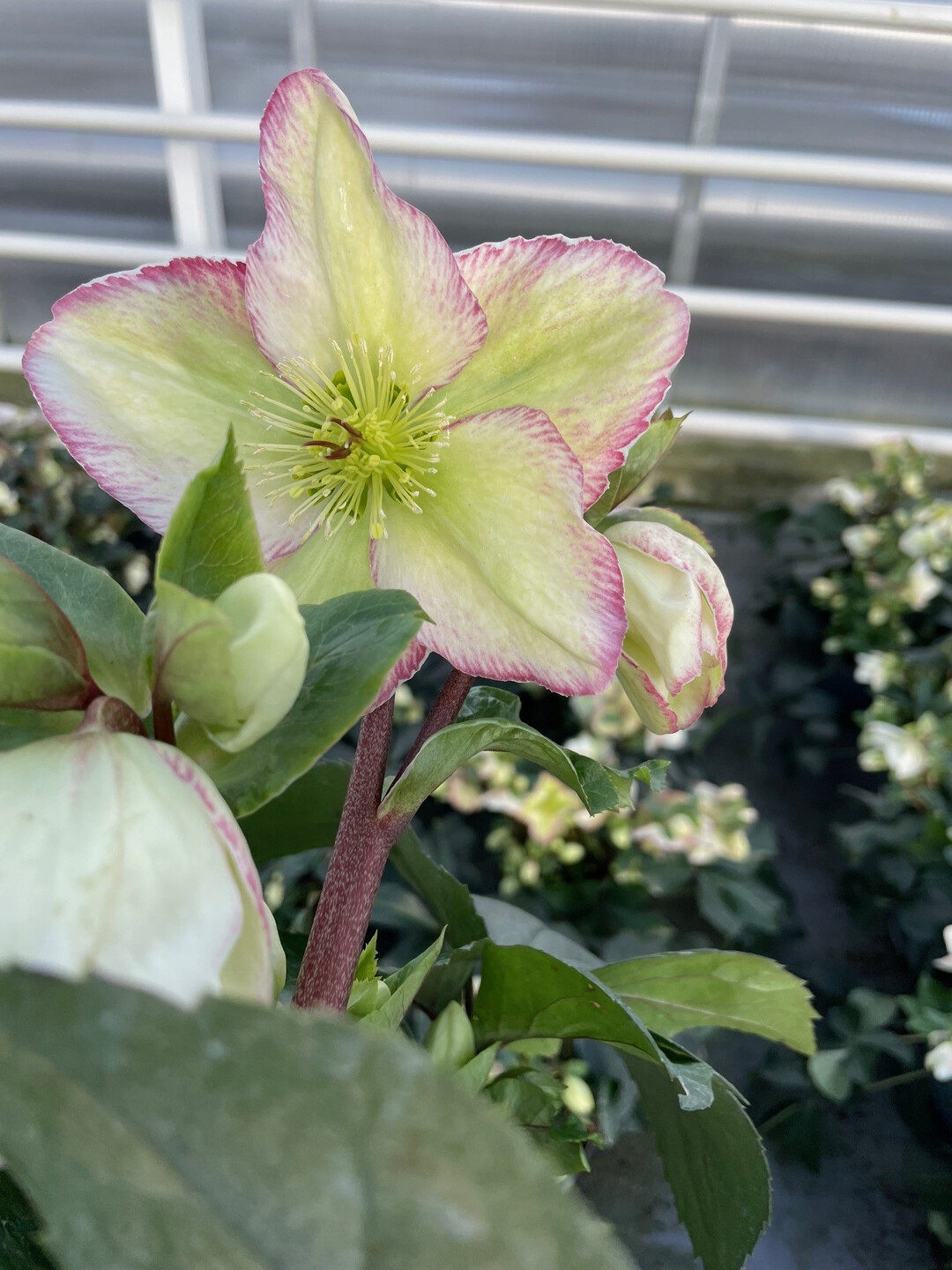 <i>Helleborus </i>
Winter Sparkle White hat groe, sternfrmige Blten (grer als 8 cm) in Reinwei mit einem zarten rosa Rand, der sie zum Blickfang in den dunklen Monaten macht - von Dezember bis April. Die groen, sternfrmigen Blten bilden einen schnen Kontrast zu den dunkelgrnen Blttern, wodurch die Blten noch mehr zur Geltung kommen. Auerdem ist diese Helleborus fr ihre Widerstandsfhigkeit bekannt, so dass sie auch den kltesten Winter berstehen kann. Colour Your Season bietet professionelle Fotografie, Tischkonzepte und POS-Materialien zur Untersttzung des gesamten Sortiments, einschlielich der 
<i>Helleborus </i>
Sparkle-Kollektion, fr die Verkaufsfrderung in Gartencentern.