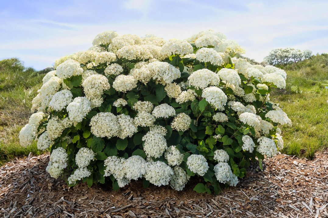 <i>Hydrangea arborescens</i>
 "FlowerWOW" macht ihrem Namen alle Ehre. Mit zwei- bis dreimal so vielen Blten im Vergleich zu anderen H. arborescens ist die Pflanze ein echter Hingucker. Die Bltter sind tiefgrn und bleiben die ganze Saison ber gesund. Auerdem hat die Pflanze robuste, gerade aufrechte ste, die bei Wind und Regen nicht umfallen. FlowerWOW ist krankheitsresistent, pflegeleicht und wchst kompakt mit einer Hhe von 0,90 bis 1,20 m bis 1,5 m Breite. Dadurch eignet sie sich sowohl fr kleine Grten als auch fr groe Anpflanzungen. Diese Schneeballhortensie ist eine echte Blhmaschine mit einer langen Bltezeit. Die Blten frben sich langsam grn und behalten diese Farbe bis zum Herbst.