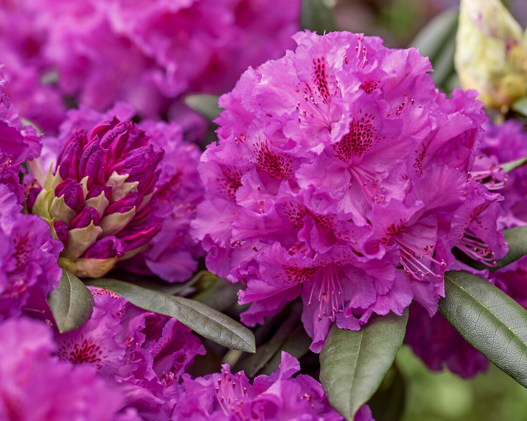 Unter der Pflanzenmarke PWR stellt Leybaert zwei auergewhnliche Rhododendren vor: Maximus und Hercules. Rhododendron Hercules blht ab Ende April/Anfang Mai mit bezaubernden lilafarbenen Blten und glnzendem, ledrigem Laub.