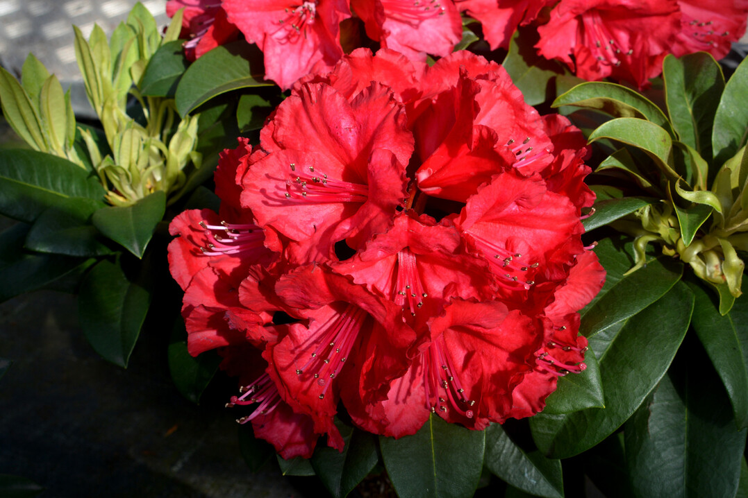 Unter der Pflanzenmarke PWR stellt Leybaert zwei auergewhnliche Rhododendren vor: Maximus und Hercules. Maximus hat groe, feste rote Blten und blht frh ab April. Beide Sorten vertragen extreme Temperaturen und gedeihen und gedeihen in einer Vielzahl von Klimazonen. Sie blhen 4-5 Wochen lang und behalten ihr attraktives Laub whrend der gesamten Saison. Die Pflanzen wachsen krftiger und grner als herkmmliche Sorten, was zu einer nachhaltigen Entwicklung fhrt. Ihre natrliche Widerstandsfhigkeit reduziert den Bedarf an Pestiziden und Wachstumsregulatoren, was sie zu einer idealen Wahl fr nachhaltige Grten und Terrassen macht. Darber hinaus tragen die Pflanzen durch ihren Nektar, der zahlreiche Bienen anlockt, zum kologischen Wert von Grten und Landschaften bei. Damit leisten sie einen wertvollen Beitrag zur Artenvielfalt. In der Kommunikation mit den Kunden heben professionelle Fotos, Broschren und Poster die groen roten Blten von Maximus, die lilafarbenen Blten und die glnzenden Bltter von Hercules sowie sowie ihre Vielseitigkeit fr Grten und Terrassen hervor.