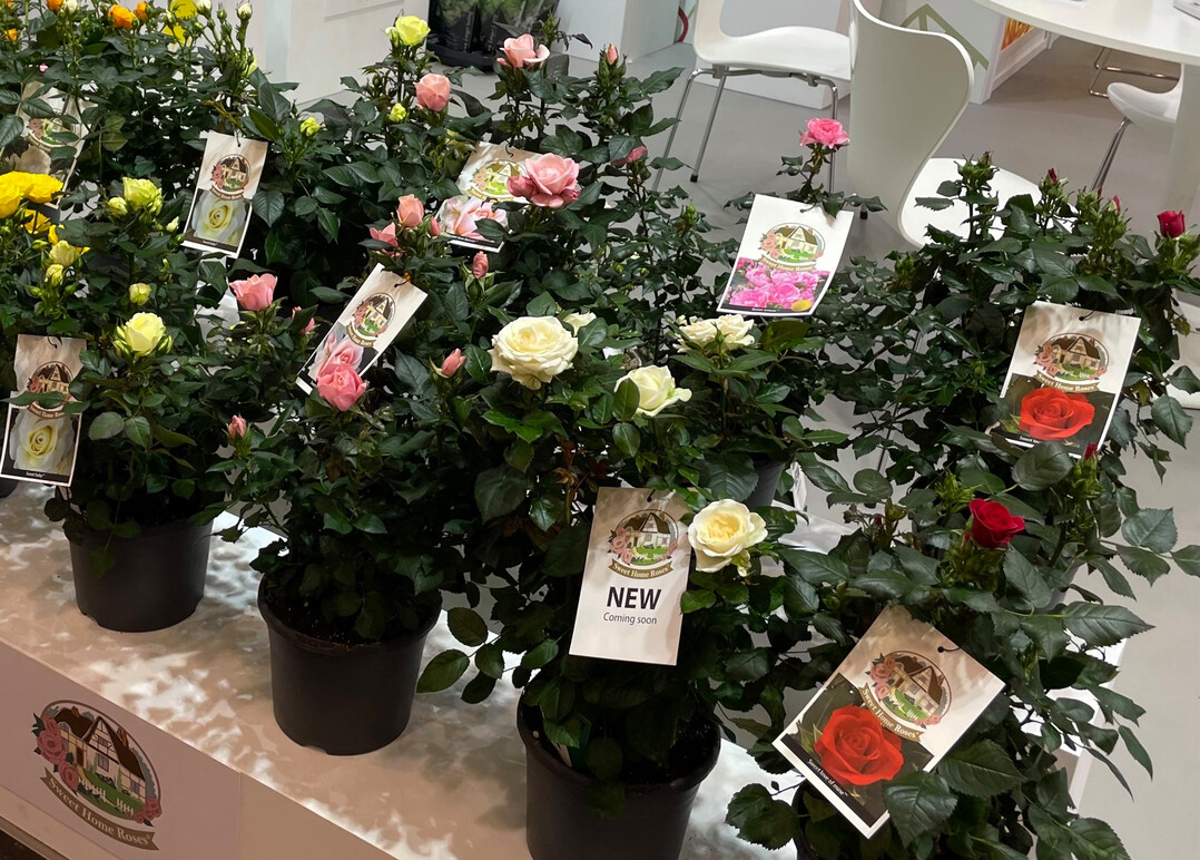 <i>Rosa </i>
Hybrid Sweet Home Roses ist eine Serie von kompakten Rosen, die sich hervorragend fr einen frhsommerlichen Auftritt auf der Terrasse, dem Balkon oder im kleinen Garten. Die Serie besteht aus 10 Sorten mit krftigen Farben und den gleichen Wuchseigenschaften. Die Idee hinter diesem Konzept ist, blhende Gartenrosen im Geschft zu haben, bevor die Gartenrosen drauen blhen. Die Pflanzen werden im 2 Jahren im Freiland gezogen und dann in Tpfen veredelt. Der Grtner kann die bewurzelten Rosen im Khlhaus einlagern und so die Verkaufswochen genau planen (ca. 6-10 Wochen nach dem Eintopfen). Sweet Home-Rosen knnen sowohl in warmen als auch in kalten Gewchshusern gezogen werden. Alle Rosen der Sweet Home-Rosenserie sind wiederholt blhend, das heit wenn sie in den Garten gepflanzt werden, blhen sie die ganze Saison ber wieder. Sweet Home-Rosen haben groe Blten und sind teilweise duftend, sie sind winterhart und wachsen gleichmig. Groe Etiketten mit Informationen zu den Pflanzen sind in der Verkaufsstelle erhltlich. Eine blhende Kompaktrose mit einem schnen Etikett und/oder einer Papierhlle mit Informationen ist das perfekte Geschenk fr einen Freund, eine Mutter oder einen lieben Menschen.