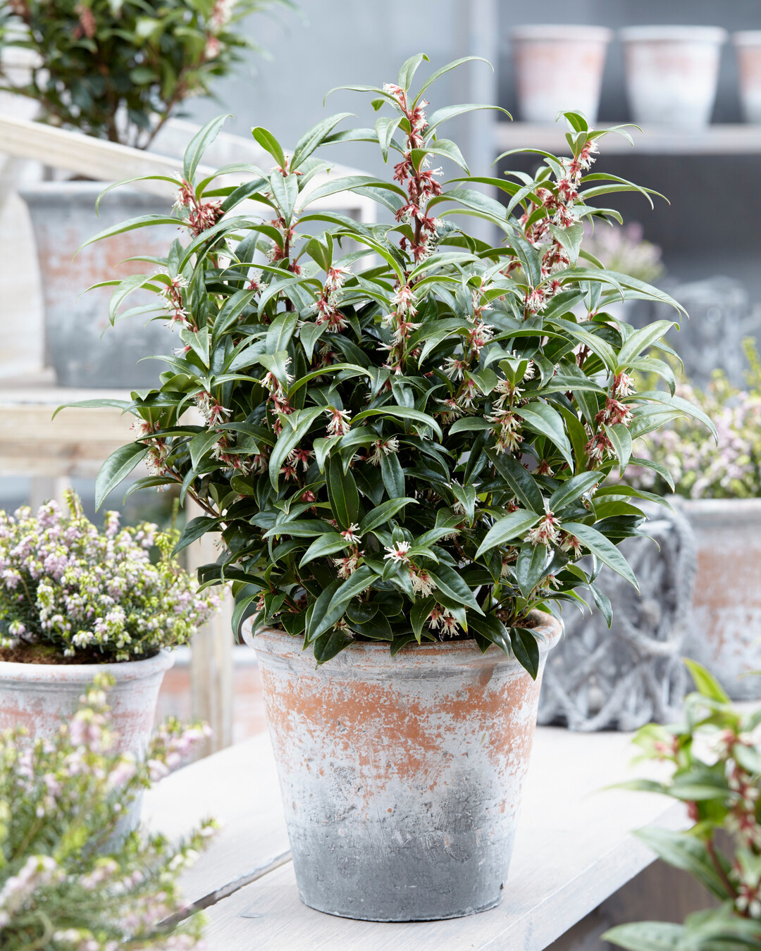<i>Sarcococca hookerinana</i>
 "Winter Gem" ist ein winterliches Juwel im Garten, bekannt fr seinen fantastischen Duft. Von Februar bis April ist der gesamte Strauch mit dunkelroten Knospen und reinweien Blten bedeckt, die einen herrlichen Duft verbreiten. Die Pflanze ist immergrn und ihre Bltter sind glnzend dunkelgrn. Diese beiden Eigenschaften, das glnzende Laub und der starke se Duft, machen 
<i>Sarcococca </i>
"Winter Gem" zu einem unverzichtbaren Element im Winter- und Vorfrhlingsgarten. Der se Buchsbaum ist nicht anfllig fr Krankheiten und bentigt kaum Pflege. Ein Rckschnitt ist nicht notwendig. "Winter Gem" verzweigt sich gut und bildet einen buschigen Strauch. Er wchst sowohl in der Sonne als auch im Schatten und auf allen Bden.