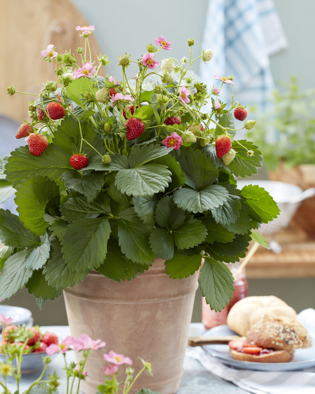<i>Fragaria</i>
 x 
<i>ananassa </i>
Duch Queeny eignet sich sehr gut als Naschobst neben anderen Krutern in der Kche. Queeny ist frh blhend, aufrecht wachsend und schwach Ausluferbildend. Die Pflanze hat hbsche rosa Blten und ist ausdauernd. Die kstlichen Frchte sind leuchtend rot. Wenn Queeny an einem sonnigen Fensterplatz steht und regelmig gegossen wird, kann man die Erdbeeren lange Zeit genieen. Wenn die Pflanze grer wird und drauen auf dem auf dem Balkon oder im Garten steht, hlt die Ernte den ganzen Sommer ber und bis in den Herbst. Queeny ist eine attraktive Pflanze fr den Verkauf, denn neben den schnen rosafarbenen Blten sind die Erdbeeren bereits sichtbar.