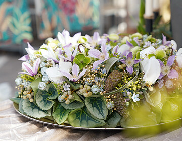 Im Mittelpunkt des festlichen Kranzes stehen Alpenveilchenblten und -bltter. In der Kombination berraschen Eukalyptuskapseln, Dattelzweige, Pinienzapfen, hellblaue Tweedia sowie Clematis-Blten.Golden gefrbter Pfeffer steht im Kontrast zu den khlen Farbtnen.
