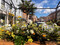 Mit ihrem floralen Kunstwerk vor dem Eingang zur frheren Stadtapotheke will Beatrix Schaffranka auf die Blumenschau im Inneren hinweisen. 