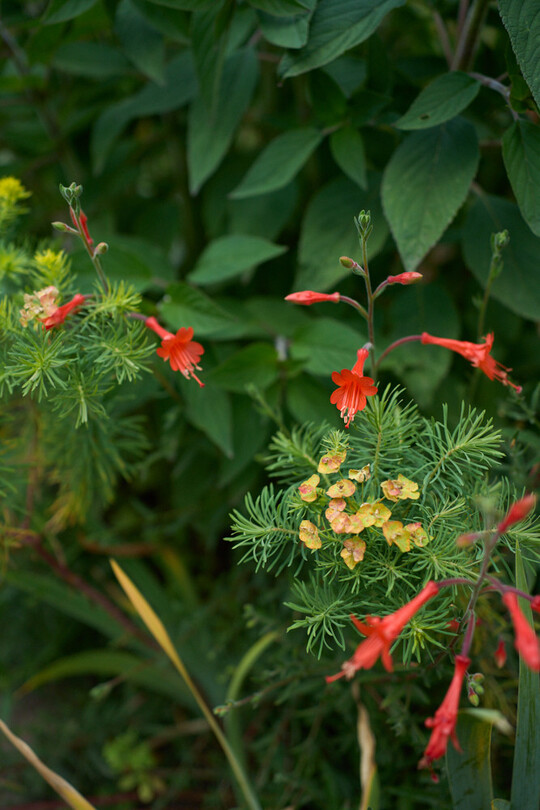 Prickelnde Texturen treffen auf krftigen Farbakzent:
<i>Zauschneria californica</i>
ssp.
<i> latifolia</i>
zwischen
<i>Euphorbia cyparissias.</i>