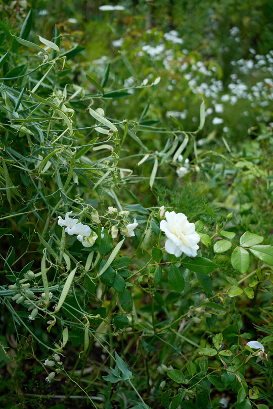 Wilde Anmut: Samenstnde von
<i>Lathyrus latifolius</i>
 Weie Perle bringen jedem Werkstck eine verspielte Leichtigkeit. 
