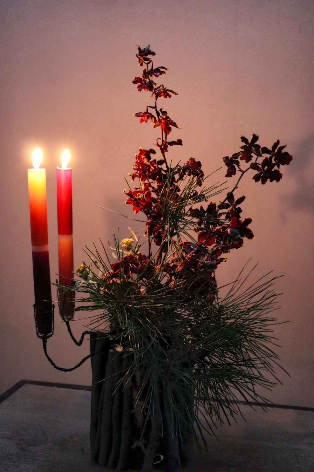 Spiel mit Hell und Dunkel: Oncidium Black Cat und Kiefernzweige