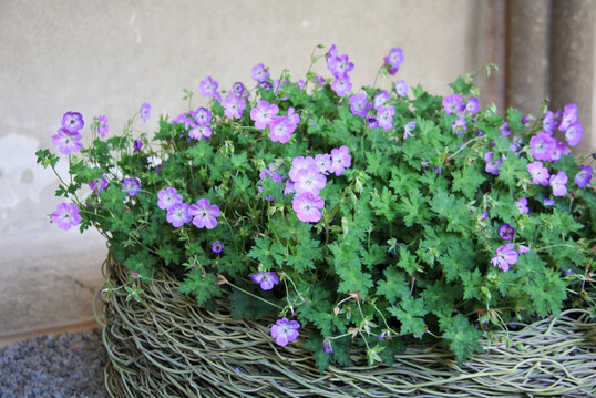 <b>Maja Hbscher</b>
 setzte monochrom Storchenschnabel in ein aus feinen Pfeifenwindenranken gewundenes Objekt. Mit ihrem wilden Charme bildeten die Pflanzen einen interessanten Kontrast zum Gef. Storchenschnabel umschmeichelt gewhnlich in Beeten Rosen, Stauden und Grser. Hier ist er in der Hauptrolle zu sehen.