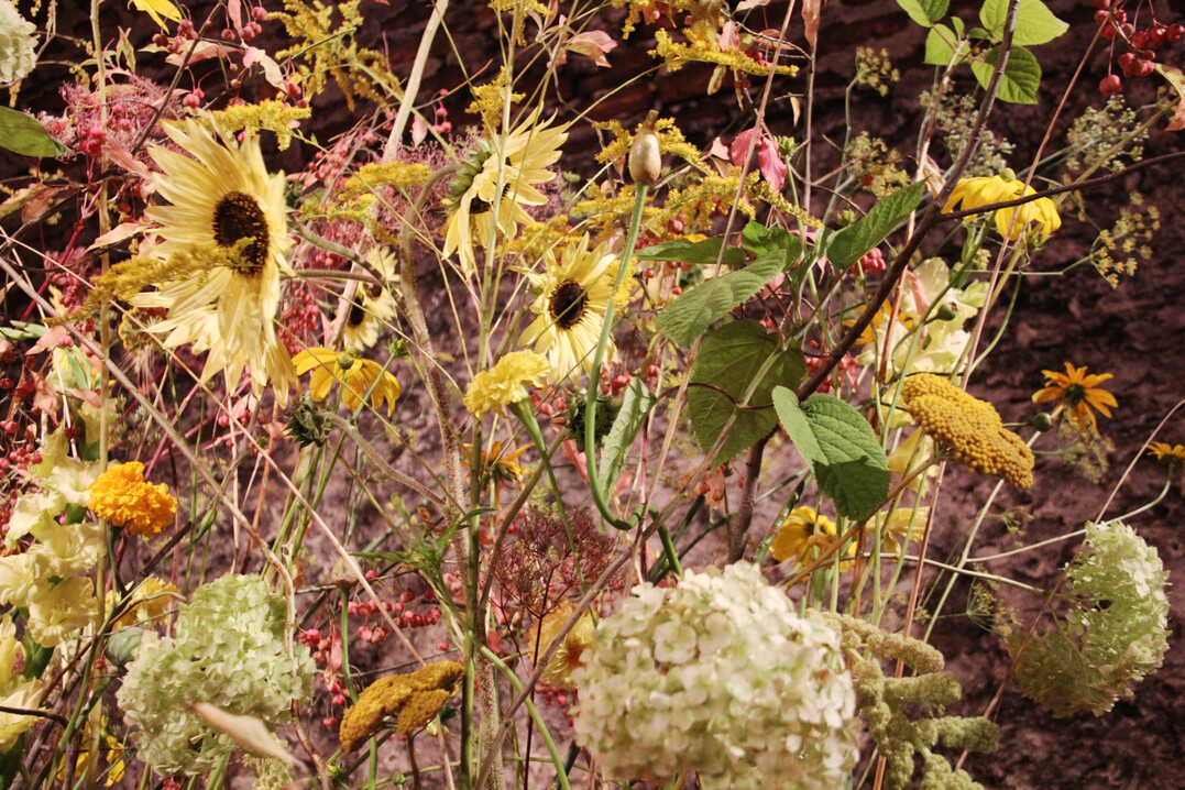 Er verwendete Sonnenblumen, 
<i>Solidago</i>
, Hortensie, Pfaffenhtchen, Dahlien, 
<i>Amaranthus</i>
, Fenchel, 
<i>Achillea</i>
, Mohn etc. 