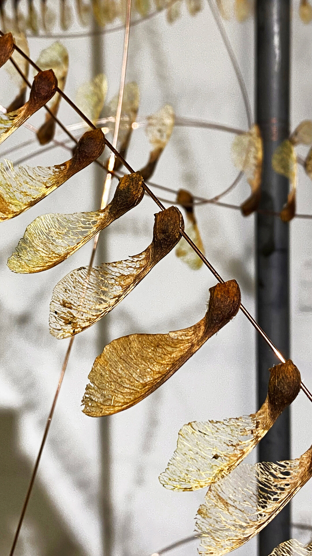 Filigran skelettierte Ahornfrchte sind entlang eines organisch geschwungenen Drahtes aufgereiht. Gehalten werden sie durch die dem Material eigene Spannung. 