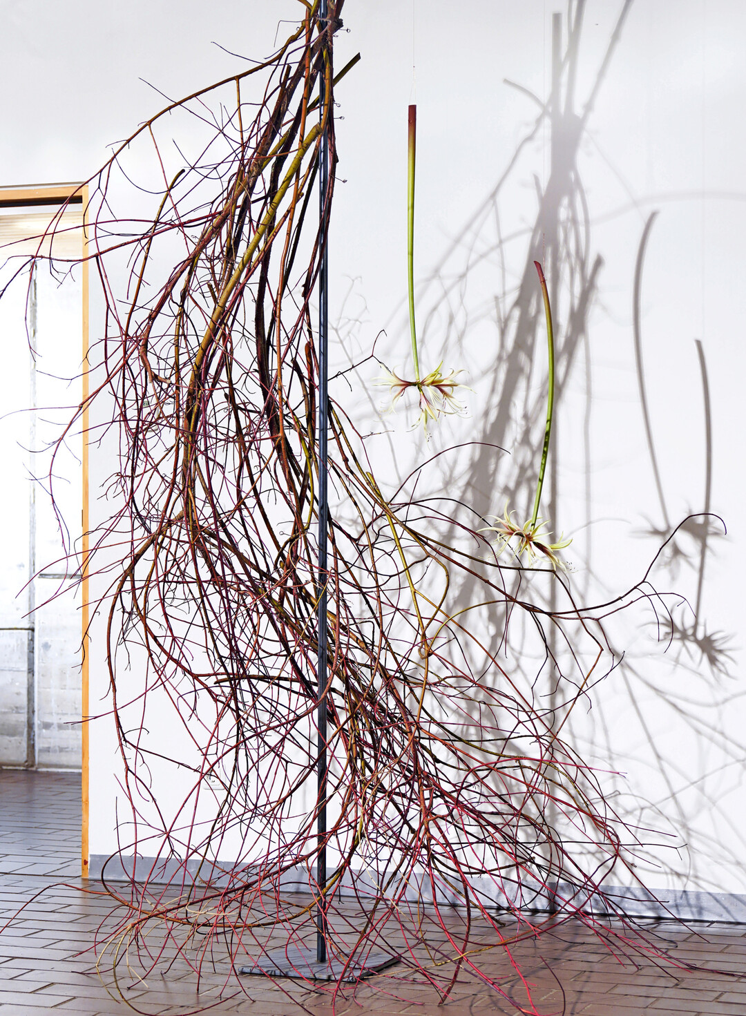 <i>Cornus alba </i>
Sibirica 
zeigt 
sich im Winter im burgunderroten Mantel. 
<b>Charlotte von Garrel </b>
ordnet die bizarren Zweige entgegen der Wuchsrichtung so an, dass sie wie eine Haarlocke um die Metallstange flieen. Die Konstruktion wirkt wie eine Bhne fr die dazwischen gehngten Spider-Amaryllis, deren Bltenbltter sich elegant aufrollen. 