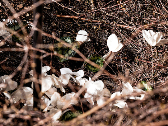 Im Inneren des Kokons von 
<b>Theresa Arndt</b>
 finden zerbrechliche weie Cyclamen-Blten Schutz vor dem Winter.