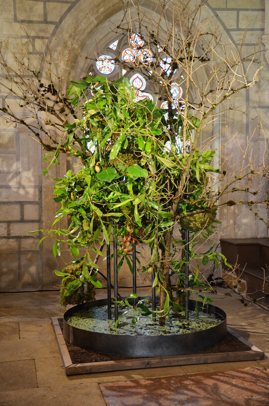 Die Epiphyten-Pflanzung von
<b> Nicole Lackner</b>
 schwebt ber einer Wasserschale. 