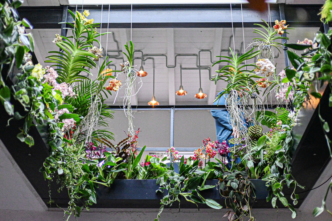 Die Schönheit der exotischen Zimmerpflanzen passte sehr gut zu den architektonischen Formen der modernen Lichtkörper unter dem Thema „In Full Bloom“.