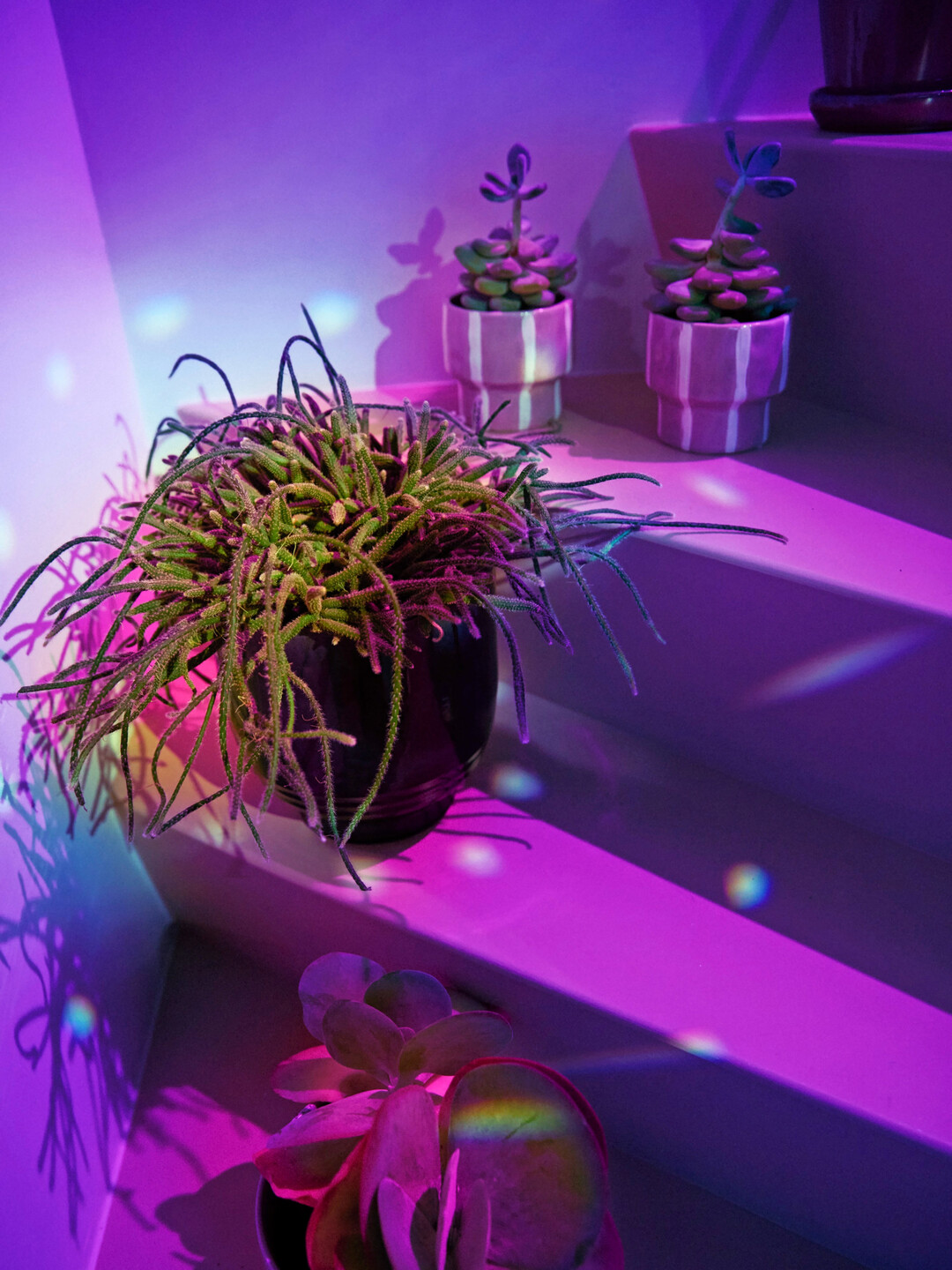 Mit violettem oder blauem Licht, Moos, Glasgefen und metallischen Elementen entsteht ein magischer Look, der sofort ins Auge fllt  besonders im abendlichen Schaufenster.