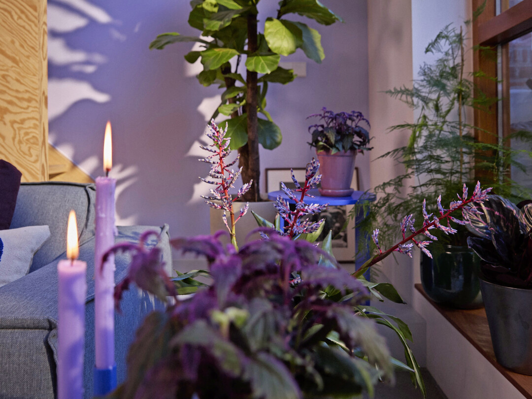 Mit violettem oder blauem Licht, Moos, Glasgefen und metallischen Elementen entsteht ein magischer Look, der sofort ins Auge fllt  besonders im abendlichen Schaufenster.