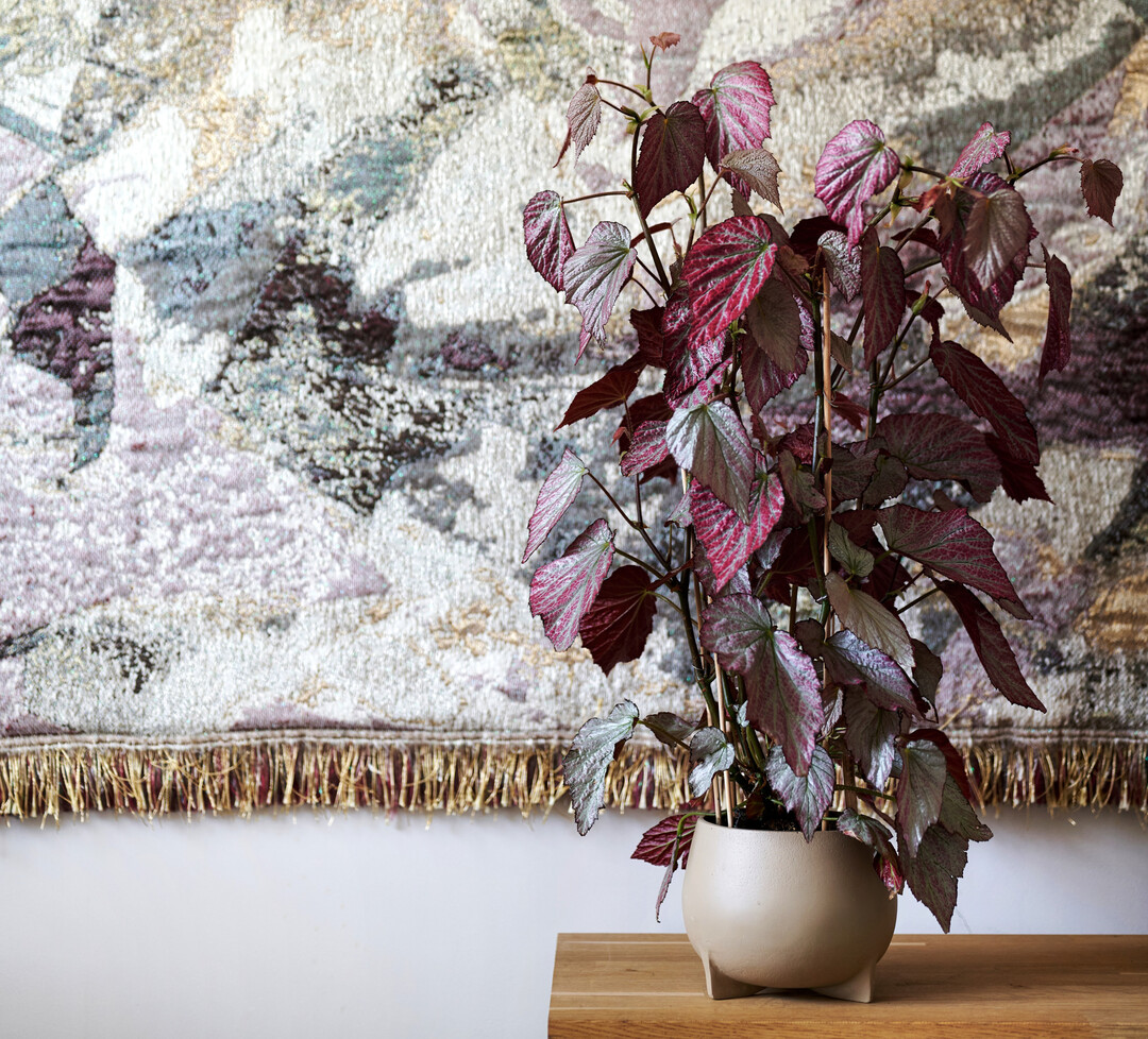 Die dunkelvioletten Bltter der Begonie wirken rtselhaft und geheimnissvoll.