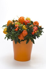 Zu vier Solanum-Pflanzen werden Lampionblumen in verschiedenen Orangetönen gesteckt