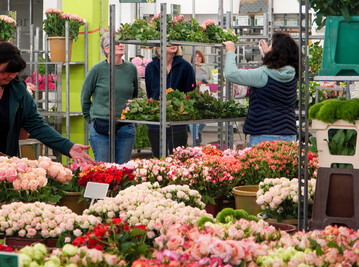 Die Produktionsflchen fr Schnittblumen ging mit 14 % weiter deutlich zurck.