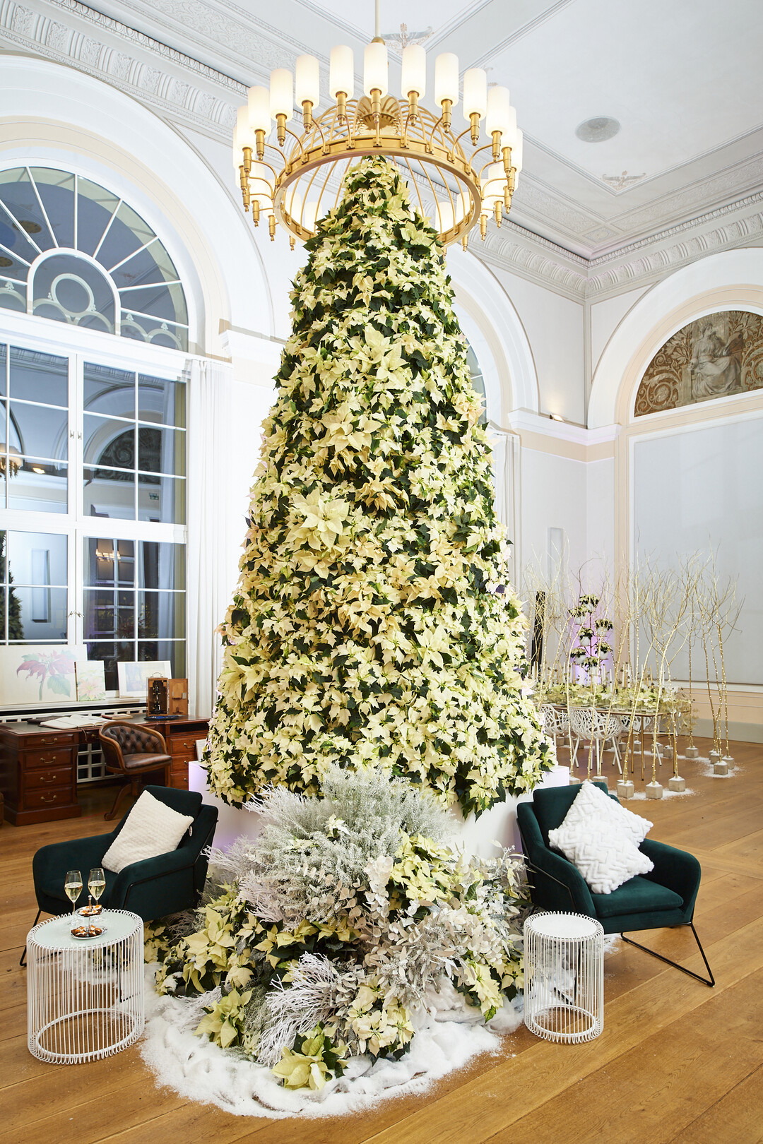 Ruth Davis: Weihnachtsbaum aus Poinsettien