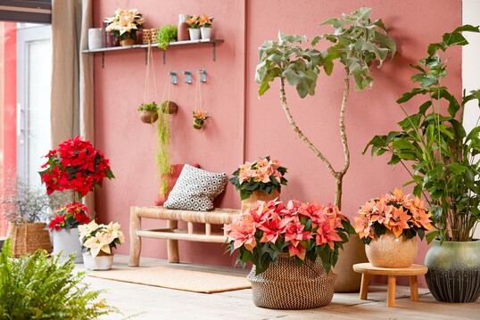   Bei SfE gibt es jede Menge Ideen fr weihnachtliche Bastelaktivitten mit der
Familie. Besonders im Trend liegen zurzeit Upcycling-Ideen mit nicht mehr bentigten Gegenstnden,
von Holzbrettern und alten Dosen ber Kleiderbgel bis hin zu Getrnkekartons und Glasflaschen.
Eine Vielzahl von Schritt-fr-Schritt-Anleitungen gibt es auf der Webseite von Stars for Europe.   