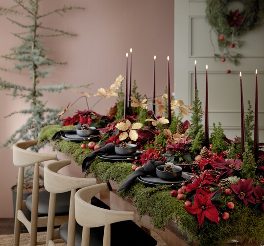  Eine komplett mit
Weihnachtssternen geschmckte Festtafel in den
Verkaufsrumen wird mit Sicherheit die Aufmerksamkeit der
Kunden auf sich ziehen. Dabei mssen sich die floralen
Hingucker nicht auf einzelne Blumenarrangements in Tpfen
und Vasen beschrnken. Als Schnittblumen schmcken
Weihnachtssterne mit ihren sternfrmigen Brakteen auch
jedes einzelne Gedeck auf der festlichen Tafel. Besonders
schn ist die Wirkung, wenn Weihnachtssterne und Geschirr
in Komplementrfarben gewhlt werden    