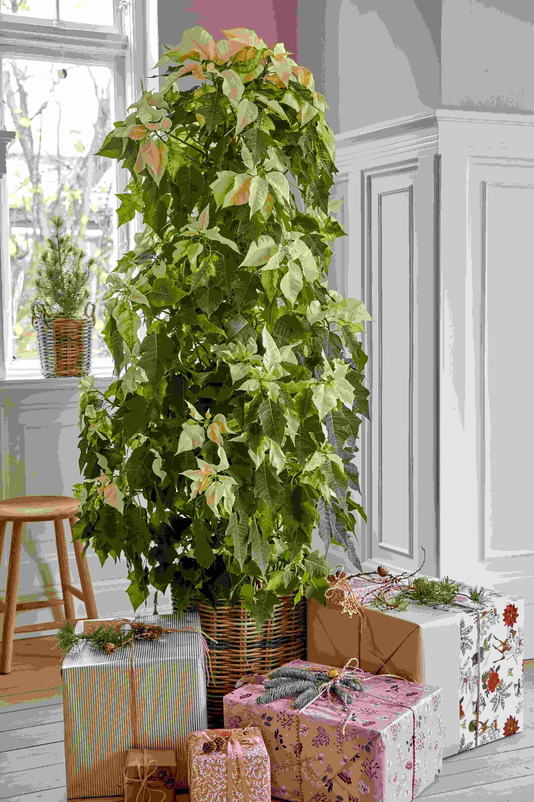 Mrchenhaft als Weihnachtsbaum