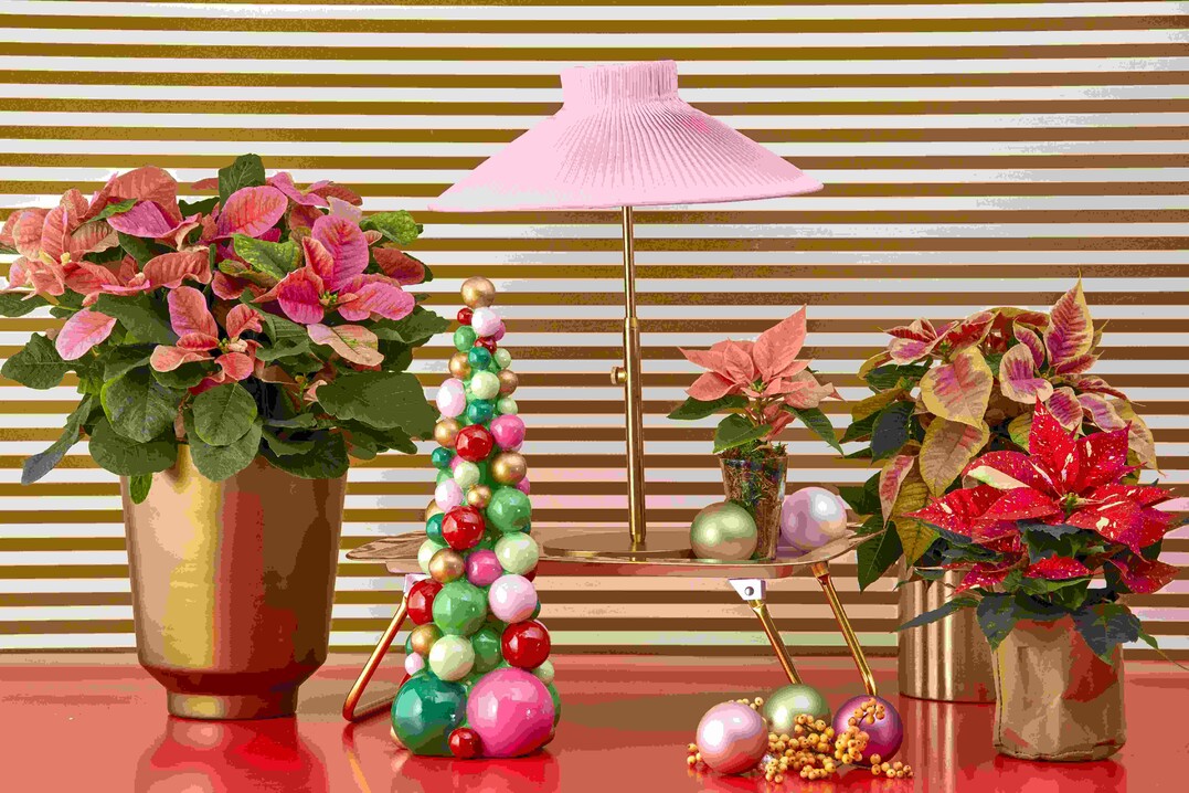 Mid Century  zwischen Tradition und Moderne