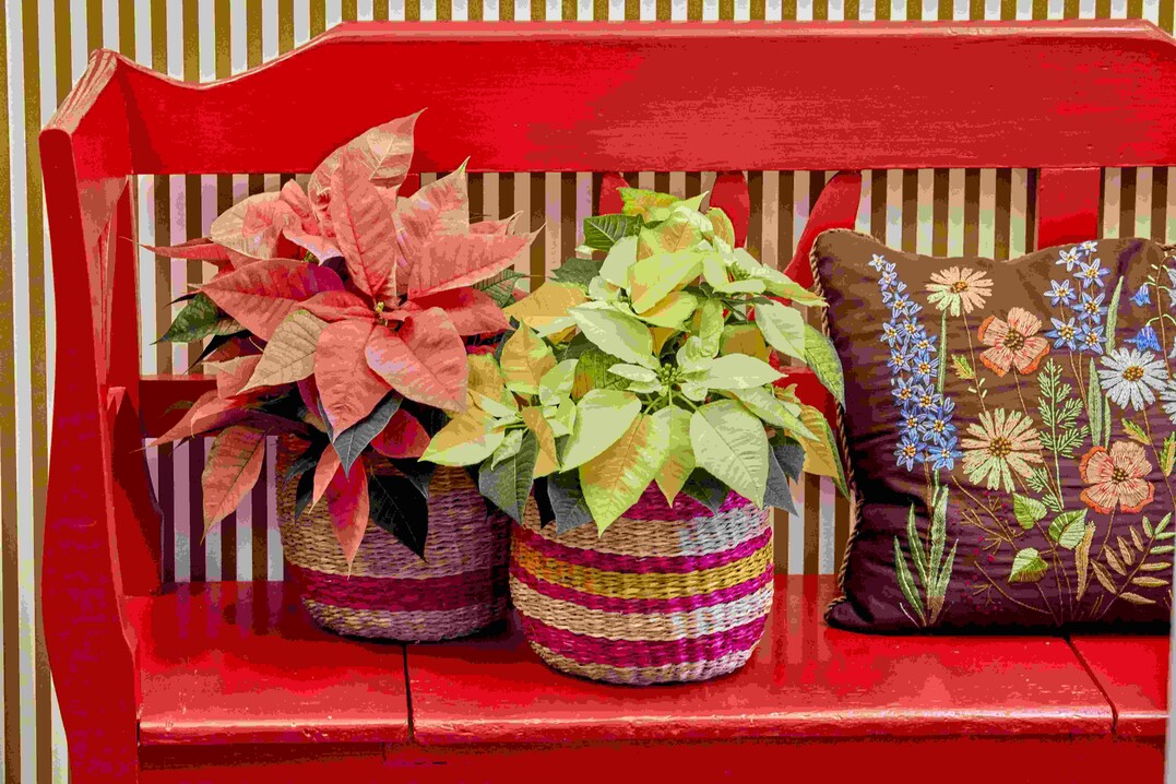 Mid Century  zwischen Tradition und Moderne
