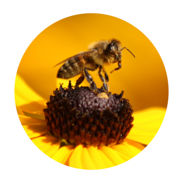 Biene, Redaktion Rudbeckia