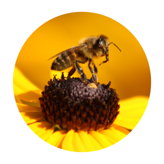 Biene, Redaktion Rudbeckia