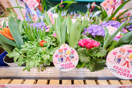 Zum Konzept passen 
<i>Campanula</i>
, 
<i>Dianthus</i>
, 
<i>Tulipa </i>
und 
<i>Ranunculus</i>
. Bei den Schnittblumen empfielt Landgard 
<i>Rosa </i>
Ecuador Lola, 
<i>Germini </i>
in orange und 
<i>Eryngium </i>
in blau.