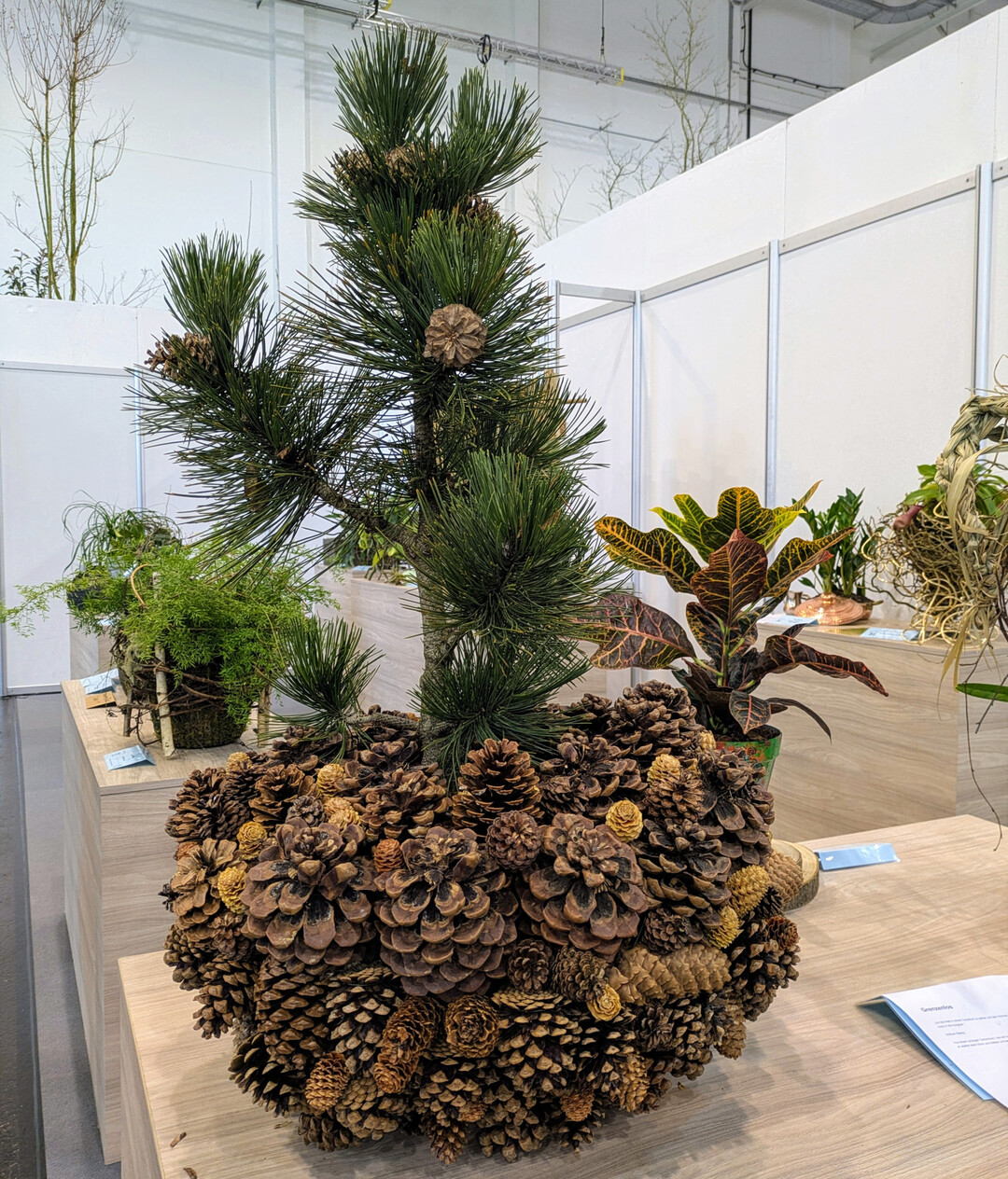 �Aus einem winzigen Samenkorn, das ein harter, st�rrischer Zapfen hervorbringt, w�chst ein gigantischer Baum heran und trotzt den Grenzen der Natur, er widersteht Wind und Wetter und der Zeit �ber die Jahre hinweg�, schreibt Fabian Liss zu seinem �Held im Topf� mit dem er den ersten Platz in dieser Kategorie belegte. 