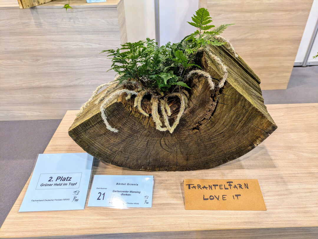 Bärbel Grzenias „Held im Topf“ ist der Tarantelfarn.