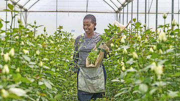 Vom Anbau in den Gärtnereien bis zum Verkauf in Blumenfachgeschäften sind es vor allem Frauen, die den Blumenmarkt tragen.