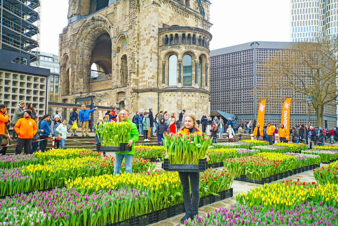 Neben der historischen Kaiser-Wilhelm-Gedächtniskirche laden niederländische Tulpengärtner am 14. März 2026 unter dem Motto „United in Bloom“ zum Pop-up-Tulpengarten ein.