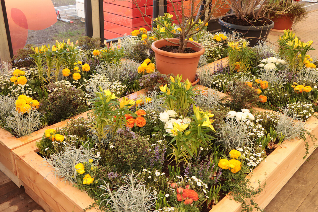 Fr�hlingsfarben und -pflanzen