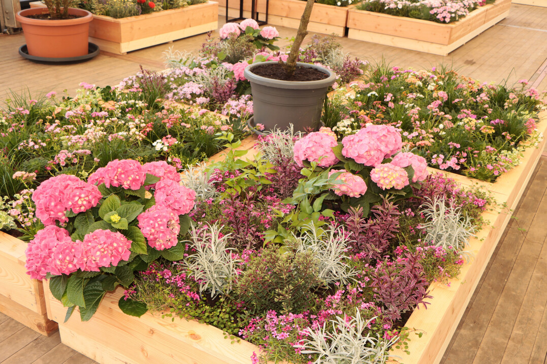 Bepflanzung in Ros�t�nen