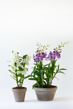 Dendrobium nobile (links) mit Blüten in den Blattachseln und D. phalaenopsis (rechts) mit Blüten am Ende der verdickten Sprossachsen.