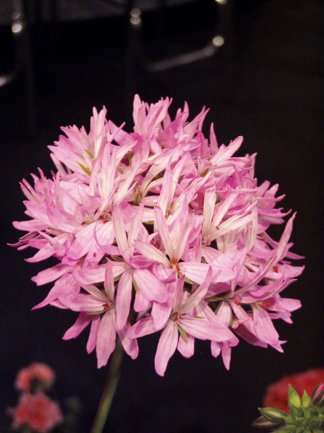 Fr Stellar-Pelargonien typisch, der sternfrmige Bltenstand wie etwa bei "Fireworks Pink"