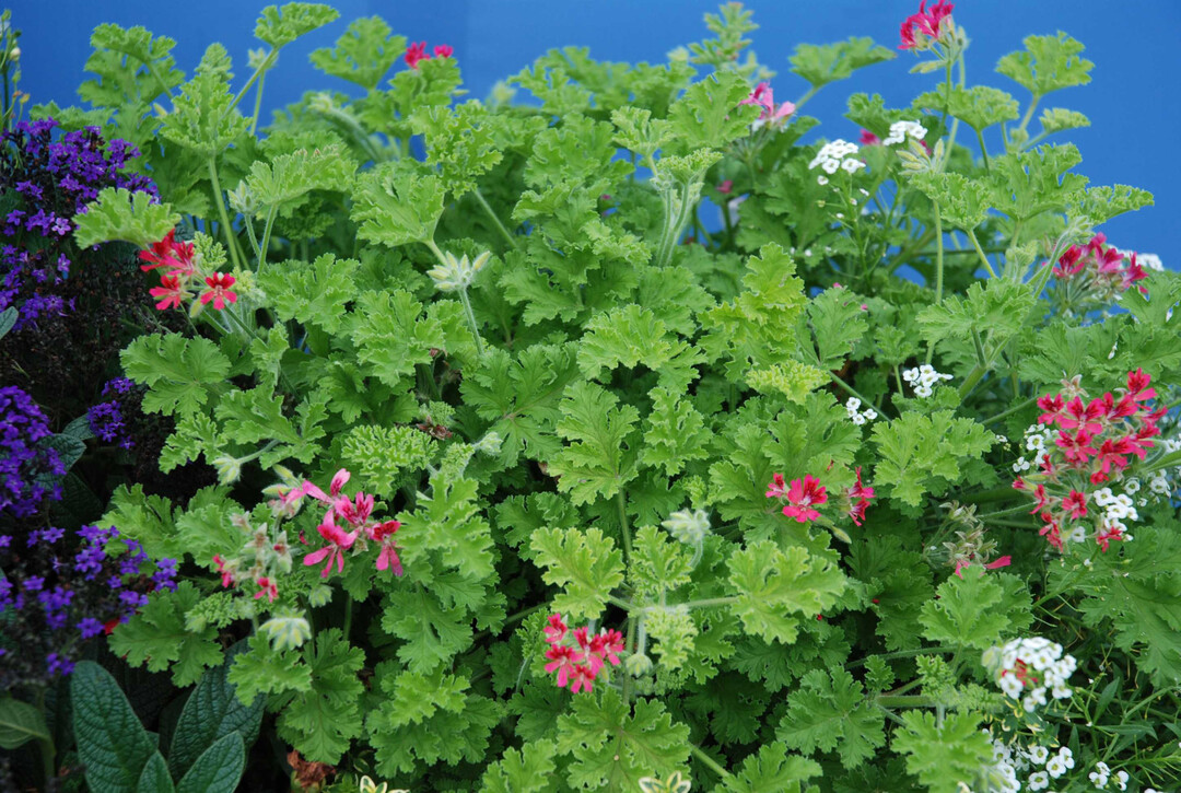 Nach Haselnuss duften die Bltter der Duftpelargonie "Concolor Lace." Auch zum Wrzen von Speisen geeignet.