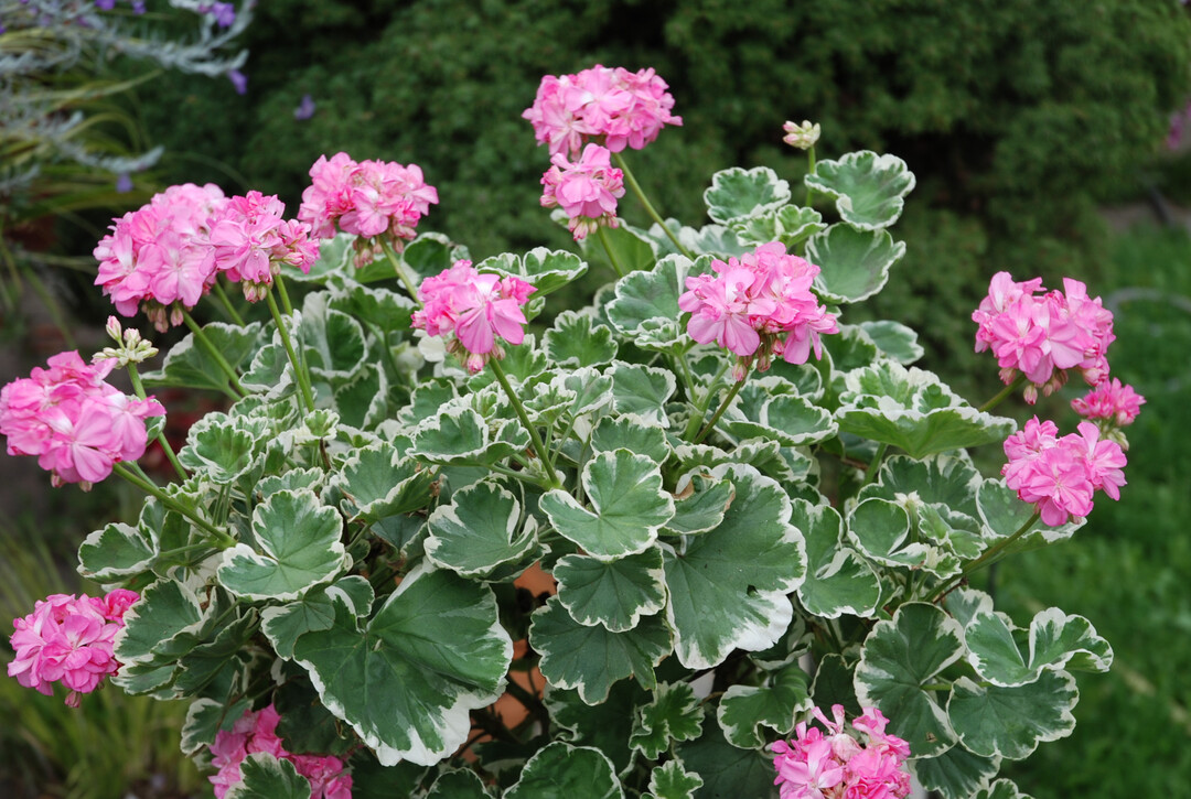 Einfach ein Eyecatcher in punkto Blatt und Blte, "Pink Pauline."