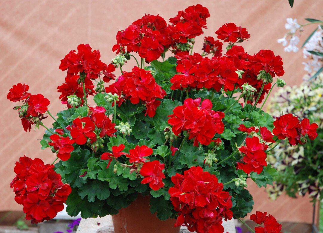 Mit fulminanter Bltenpracht begeistert die Arthybride "Calliope L Dark Red."