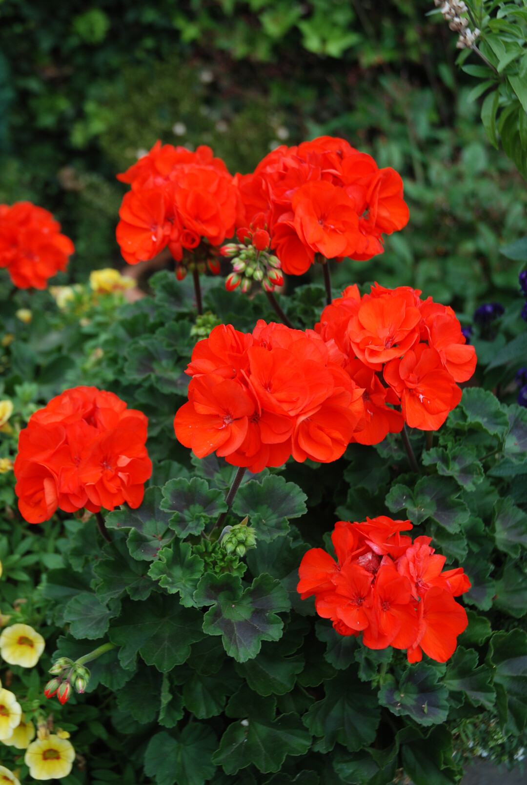 <i>Pelargonium zonale</i>
, im Sortiment als Klassiker unverzichtbar und in vielen Farben vertreten.